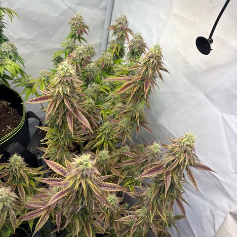 Frozen Fuel growlog timeline photo