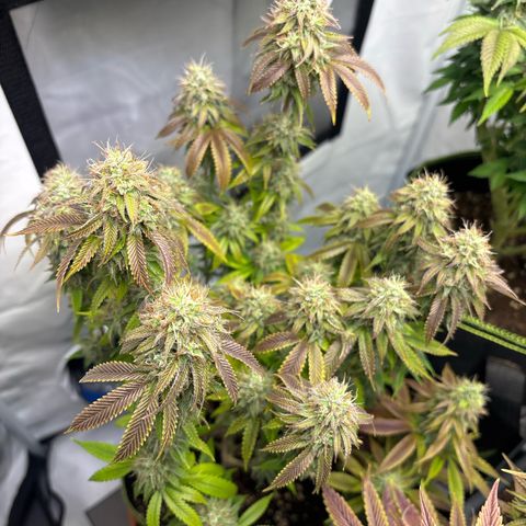 Frozen Fuel growlog timeline photo