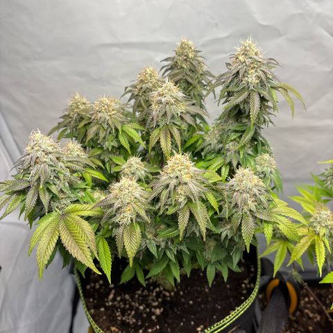 Tropimango growlog timeline photo