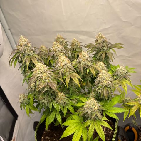 Tropimango growlog timeline photo