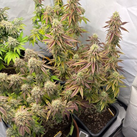 Frozen Fuel growlog timeline photo