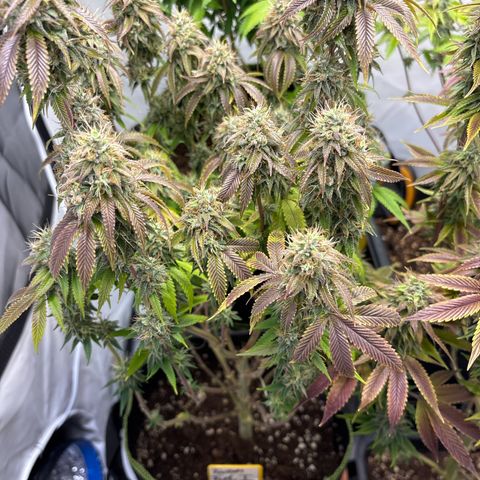 Frozen Fuel growlog timeline photo
