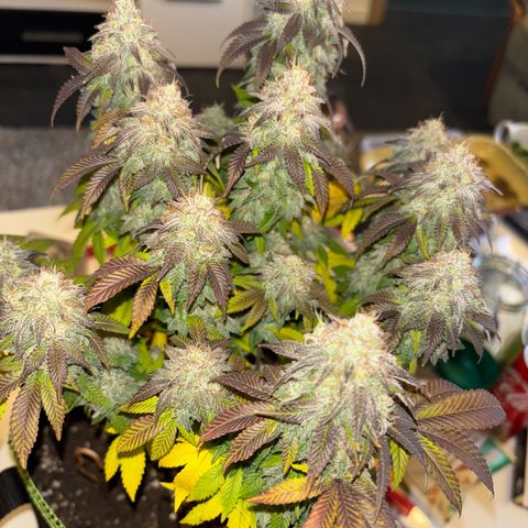 Tropimango growlog timeline photo