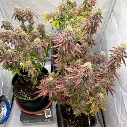 Frozen Fuel growlog timeline photo