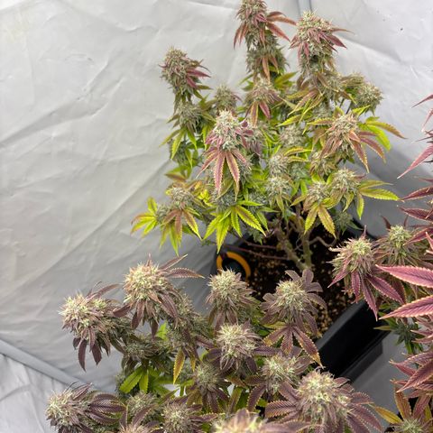 Frozen Fuel growlog timeline photo