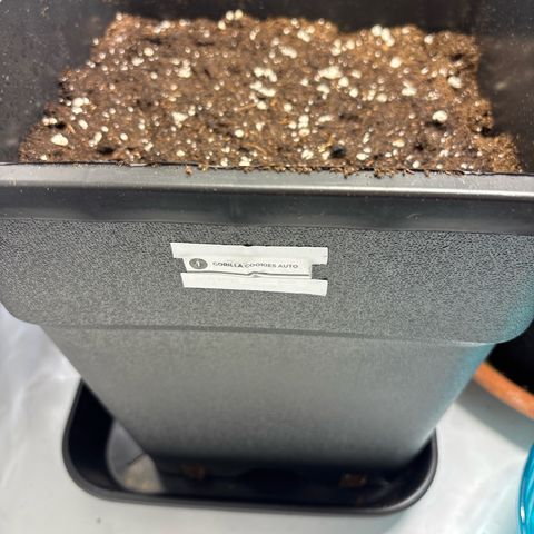 Gorilla Cookies Auto growlog timeline photo