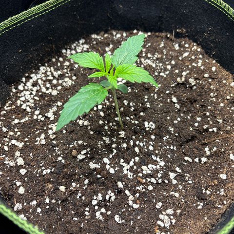 Sour Diesel growlog timeline photo