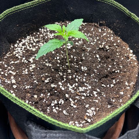 Sour Diesel growlog timeline photo