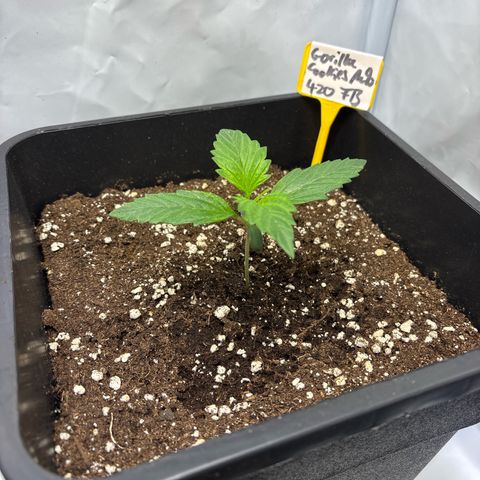 Gorilla Cookies Auto growlog timeline photo