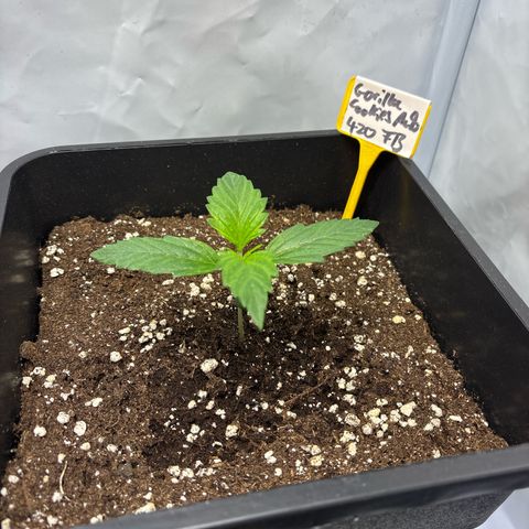 Gorilla Cookies Auto growlog timeline photo