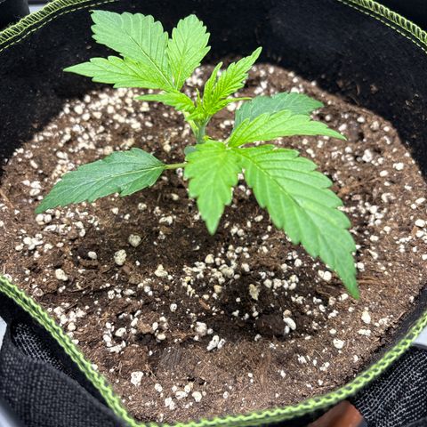 Sour Diesel growlog timeline photo