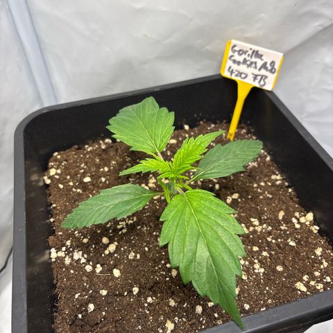Gorilla Cookies Auto growlog timeline photo