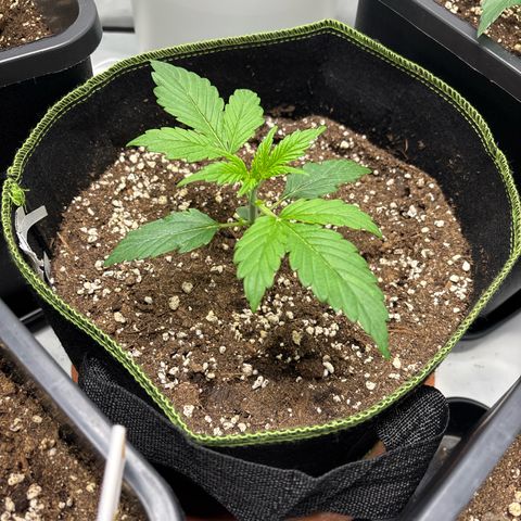Sour Diesel growlog timeline photo