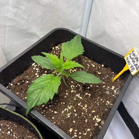 Gorilla Cookies Auto growlog timeline photo