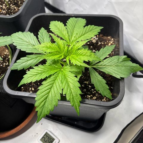 Gorilla Cookies Auto growlog timeline photo