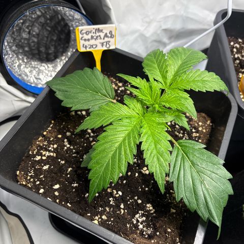 Gorilla Cookies Auto growlog timeline photo