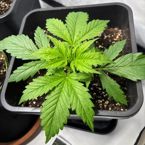 Gorilla Cookies Auto growlog timeline photo