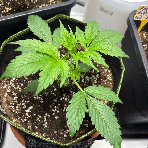 Sour Diesel growlog timeline photo