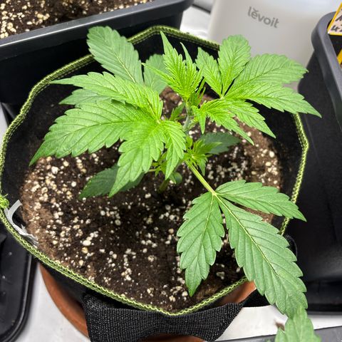 Sour Diesel growlog timeline photo