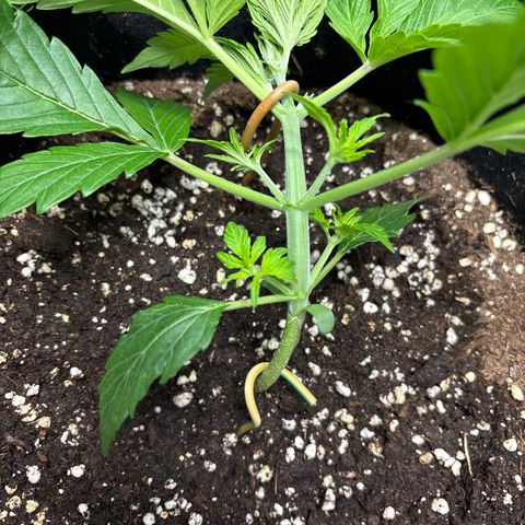 Sour Diesel growlog timeline photo