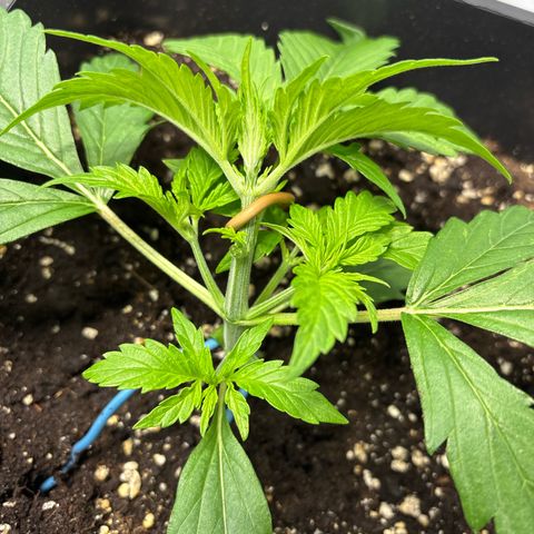Gorilla Cookies Auto growlog timeline photo