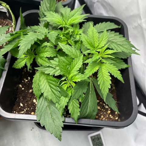 Gorilla Cookies Auto growlog timeline photo