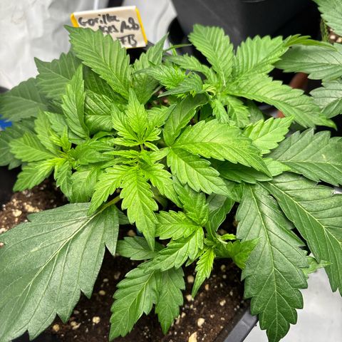 Gorilla Cookies Auto growlog timeline photo