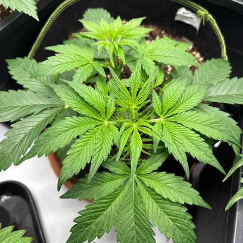 Sour Diesel growlog timeline photo