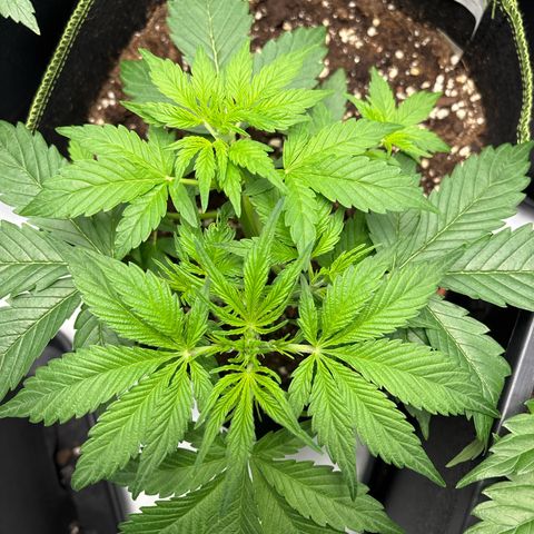 Sour Diesel growlog timeline photo