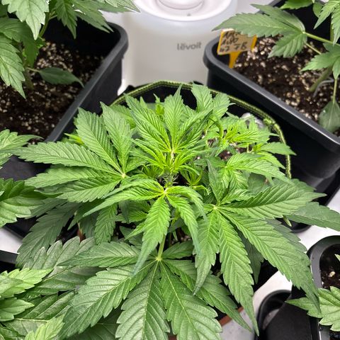 Sour Diesel growlog timeline photo