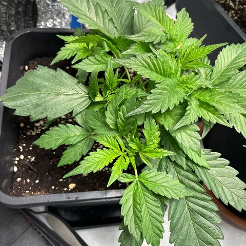 Gorilla Cookies Auto growlog timeline photo