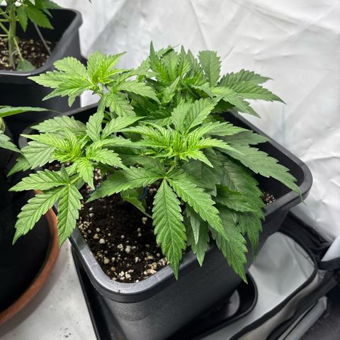Gorilla Cookies Auto growlog timeline photo