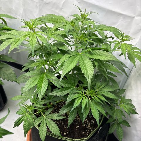 Sour Diesel growlog timeline photo
