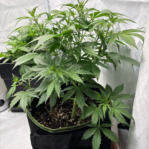 Sour Diesel growlog timeline photo