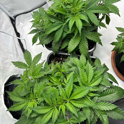Gorilla Cookies Auto growlog timeline photo