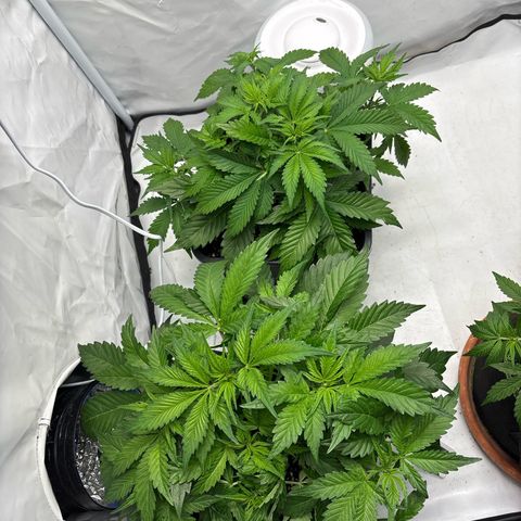 Gorilla Cookies Auto growlog timeline photo