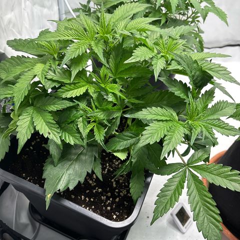Gorilla Cookies Auto growlog timeline photo