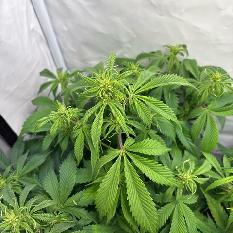 Gorilla Cookies Auto growlog timeline photo