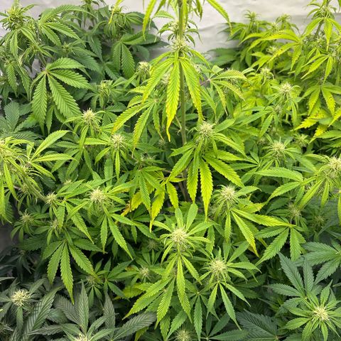 Sour Diesel growlog timeline photo