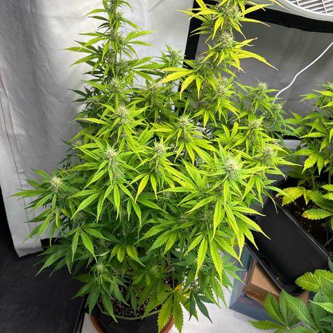 Sour Diesel growlog timeline photo