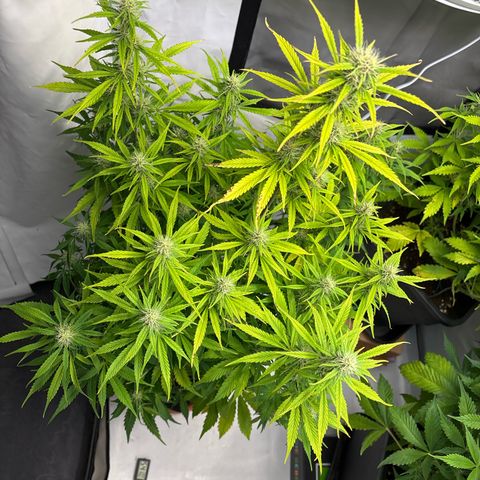 Sour Diesel growlog timeline photo