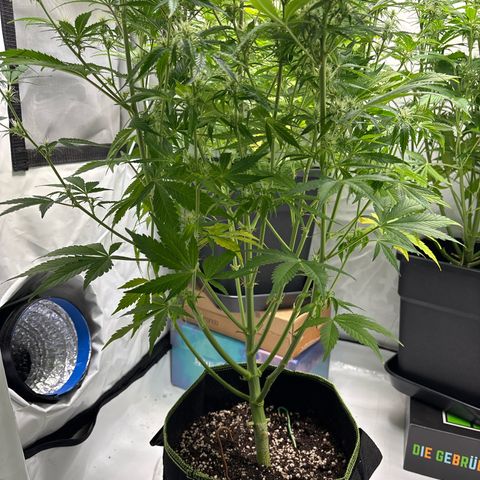 Sour Diesel growlog timeline photo