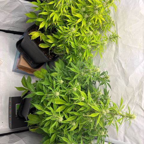 Gorilla Cookies Auto growlog timeline photo