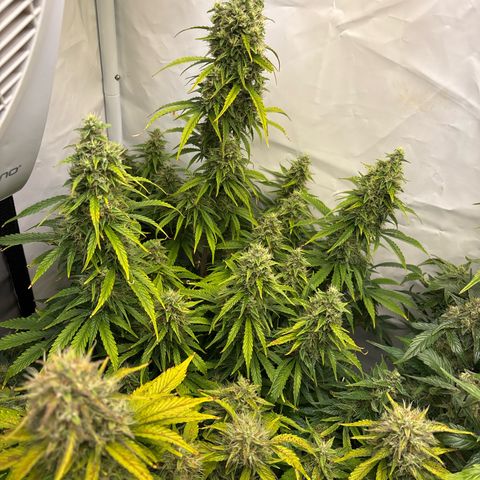 Sour Diesel growlog timeline photo