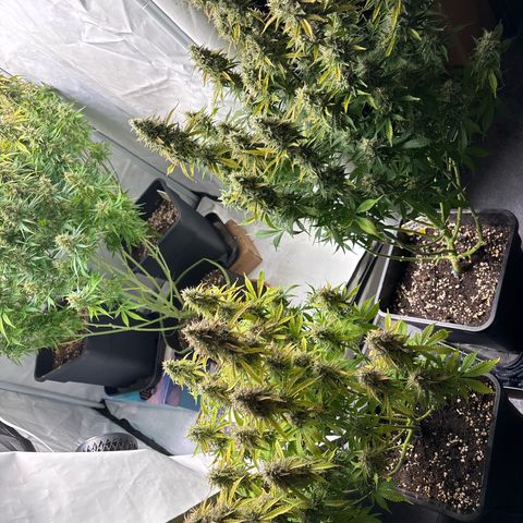 Gorilla Cookies Auto growlog timeline photo