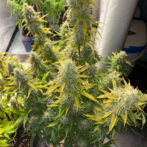 Gorilla Cookies Auto growlog timeline photo