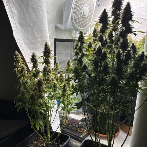 Gorilla Cookies Auto growlog timeline photo
