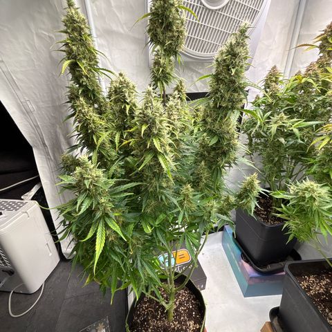 Sour Diesel growlog timeline photo