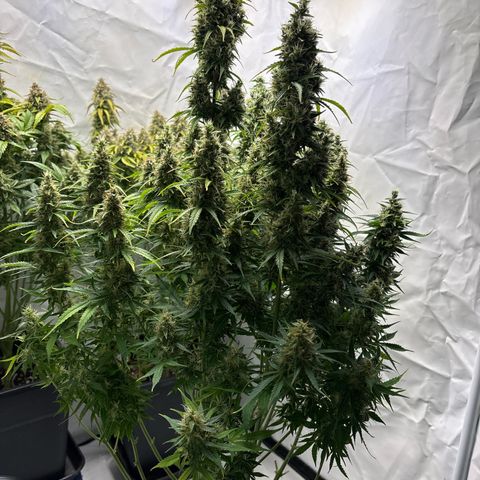Sour Diesel growlog timeline photo