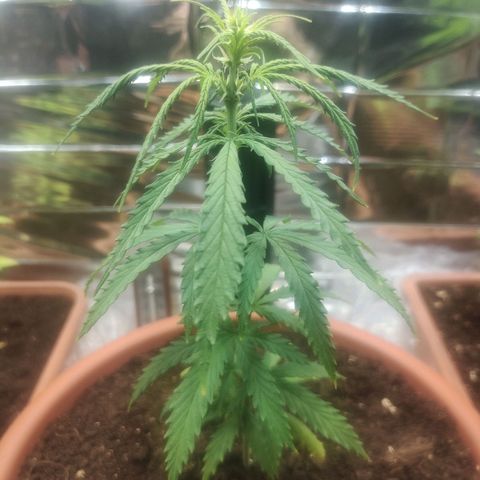 Widmo  growlog photo: Delikatnie żółknie na top bottom.
